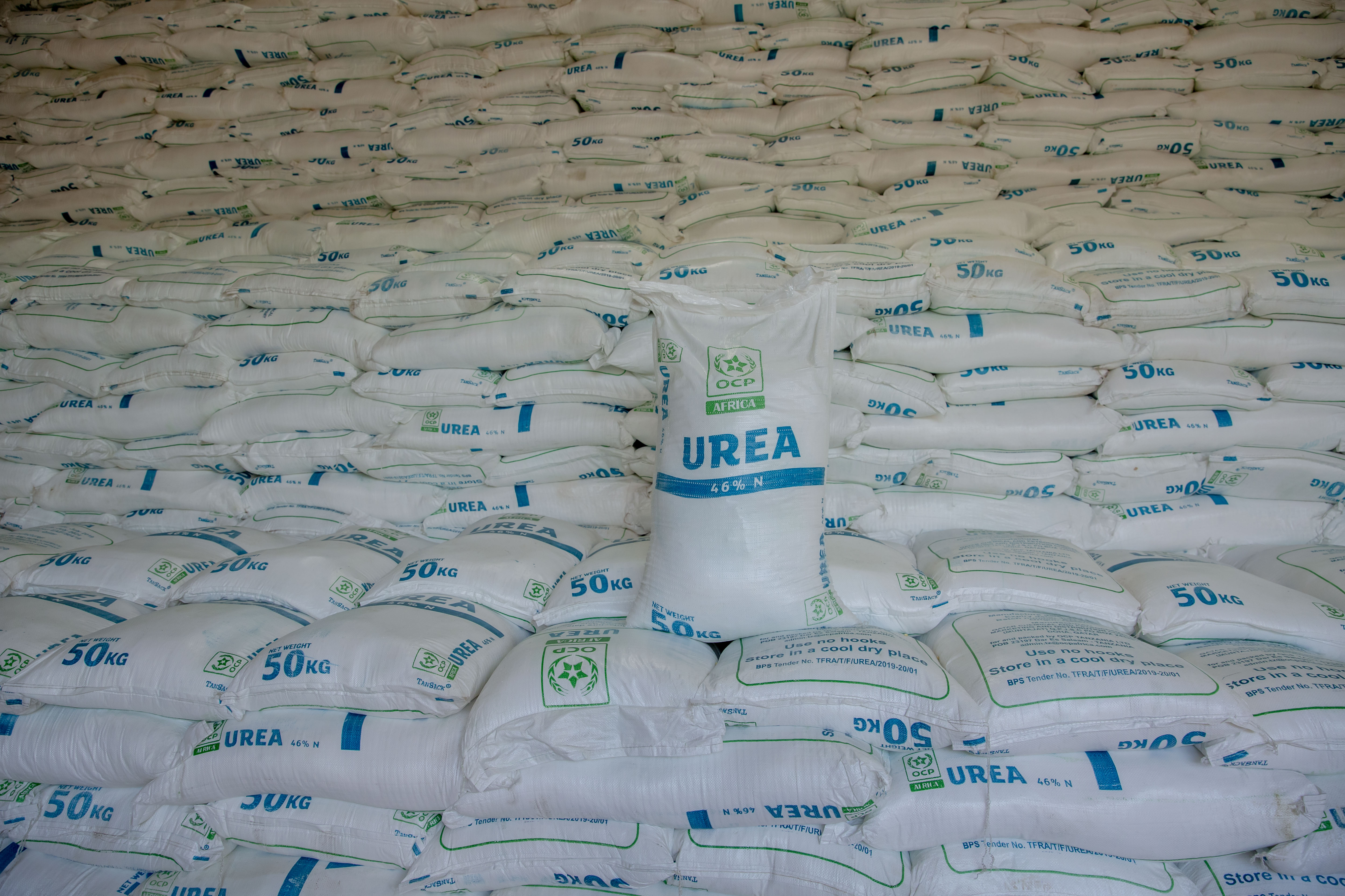 Hands holding seedlings ready for distribution